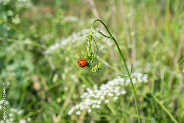 Obraz Beautiful little ladybug sits on the grass