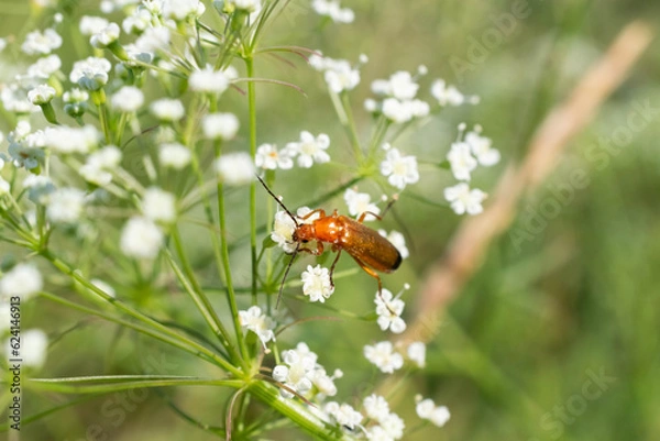 Obraz Crispy bug collects nectar from a flower