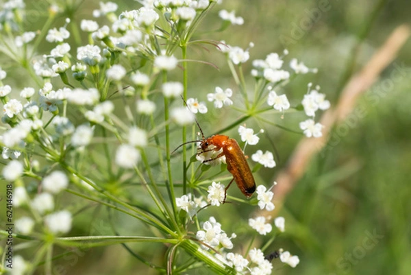 Obraz Beautiful little bug collects nectar