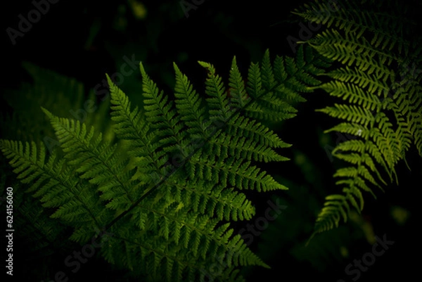 Obraz Green fern leaves with a dark background
