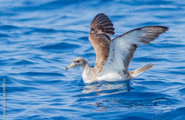 Fototapeta Cory's shearwater preparing to fly off the oceans surface in the Atlantic Ocean. 