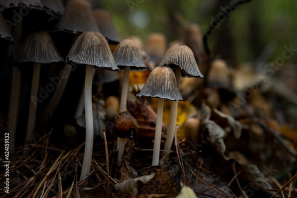 Fototapeta a bunch of mushrooms in the forest