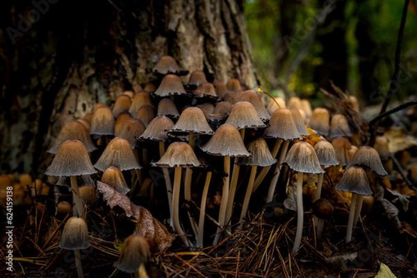 Fototapeta a bunch of mushrooms in the forest