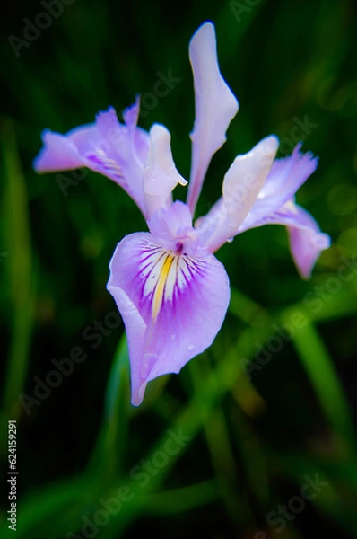 Fototapeta Lovely Iris