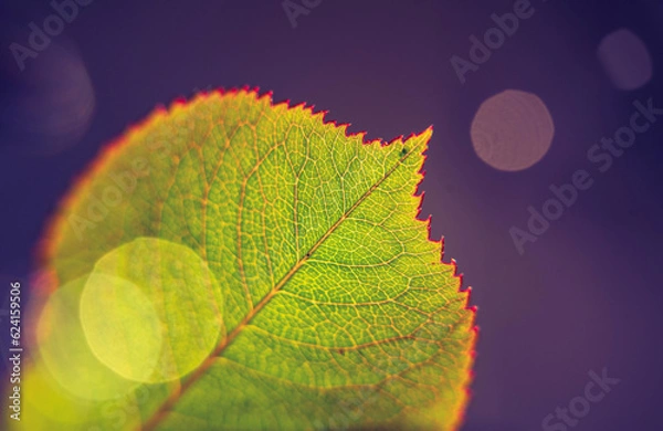 Fototapeta Rose Leaf, illuminated