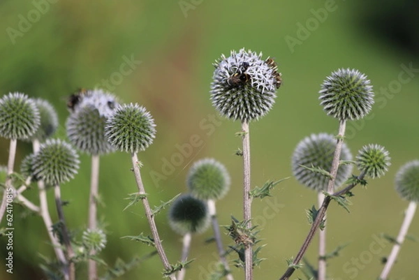 Obraz Echinops sphaerocephalus known as Great Globe Thistle or Pale Globe Thistle.