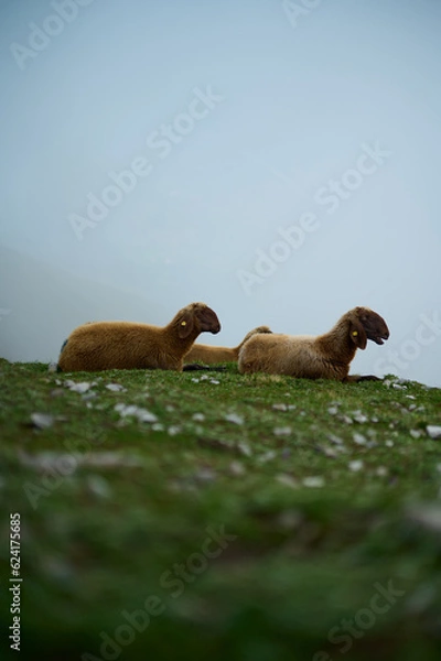 Fototapeta Two sheep on the side of a mountain in the fog in the Austrian Alps