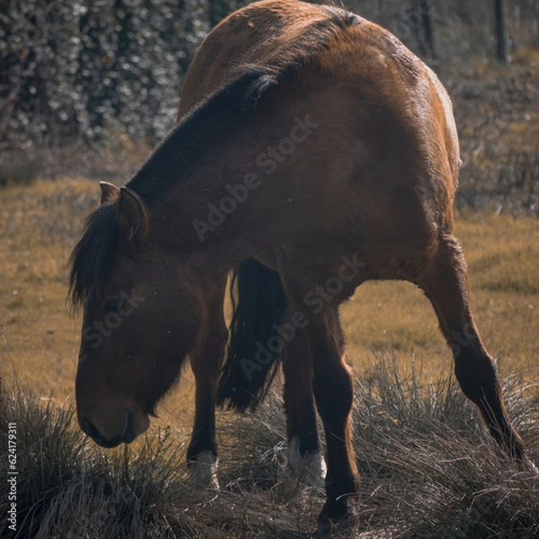 Obraz Caballo pastando