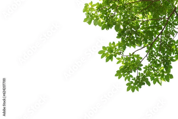 Fototapeta branch leaves or green leaf isolated. Tree Leaf Frame.branch leaves or green leaf isolated. Tree Leaf Frame..branch leaves or green leaf isolated. Tree Leaf Frame..