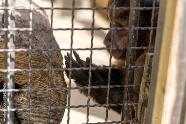Fototapeta 兵庫　姫路　姫路動物園　フサオマキザル