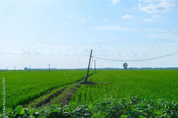 Fototapeta 夏の田舎景色