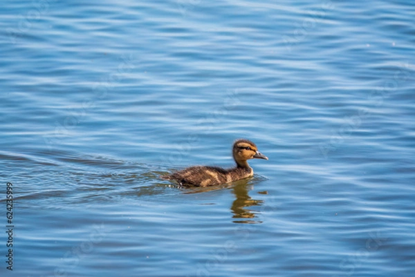 Fototapeta Cute little duckling swimming alone in a lake or river with calm water