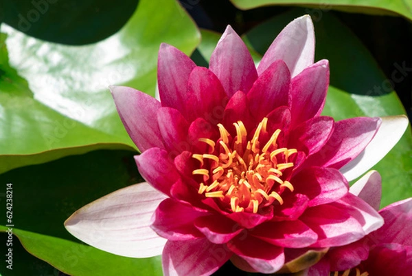 Fototapeta Pink lotus flower on surface of water in pond. Water lily blooming on calm lake. Sunny day in summer.