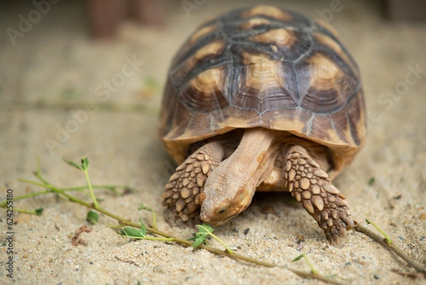 Fototapeta Sucata tortoise on the ground