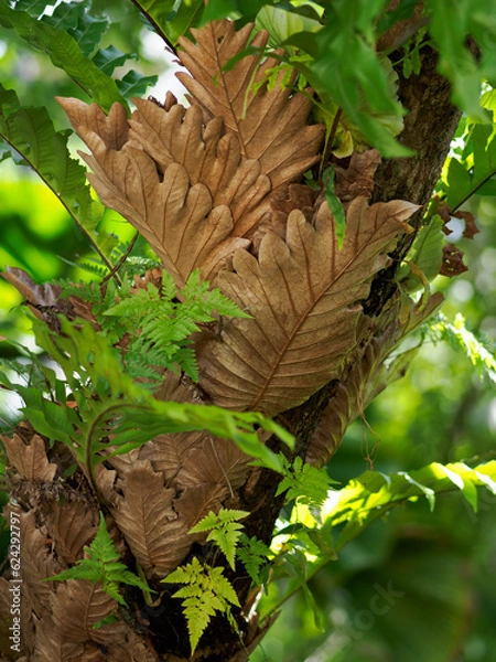 Obraz Drynaria quercifolia, distributed in the tropics. from India, China, Australia Etc. Found in the big tree or moist rocks in dry evergreen forests, dry dipterocarp forests, and mangrove forests.