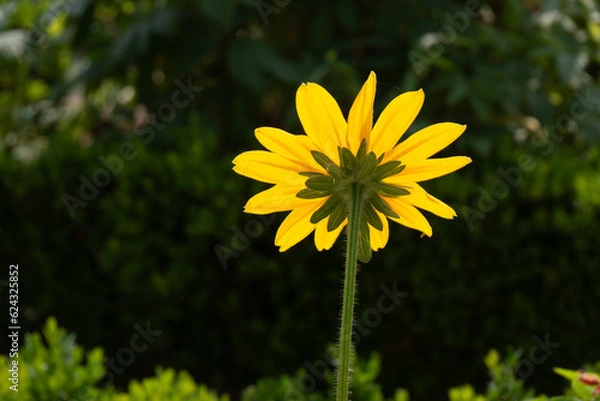 Obraz Fleur de derrière