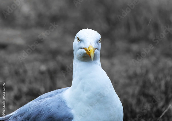 Obraz Angry Seagull