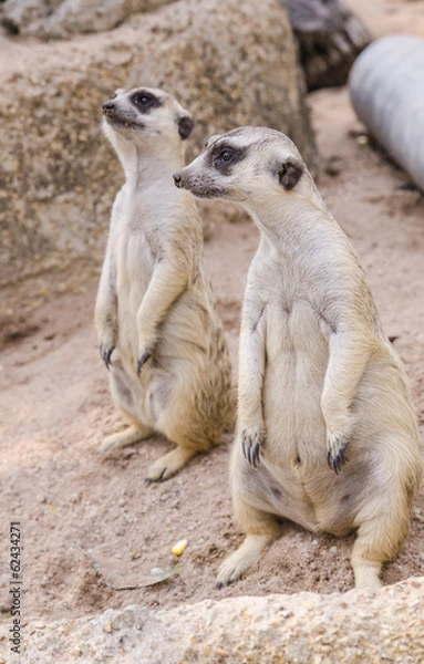 Obraz rodzina surykatek