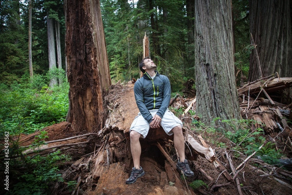 Obraz Hiker in Redwoods