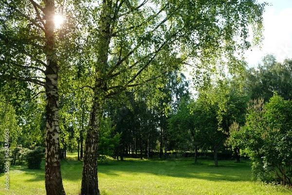 Fototapeta summer park landscape. Fairytale green woodland abstract natural background. aesthetic mood, harmony, idyllic forest scenery. Beautiful atmosphere harmony park scene in sunny day. template for design