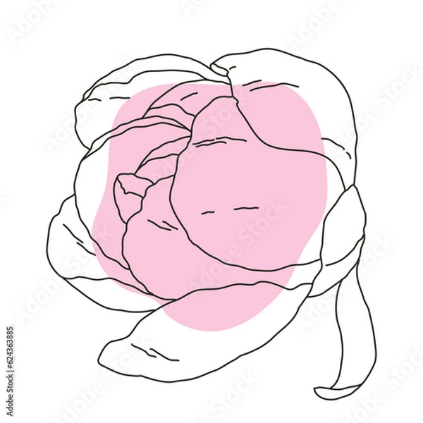 Obraz Peony flower in bloom line art with pink shape. Hand drawn realistic detailed vector illustration. Black line on pink abstract organic shape clipart.