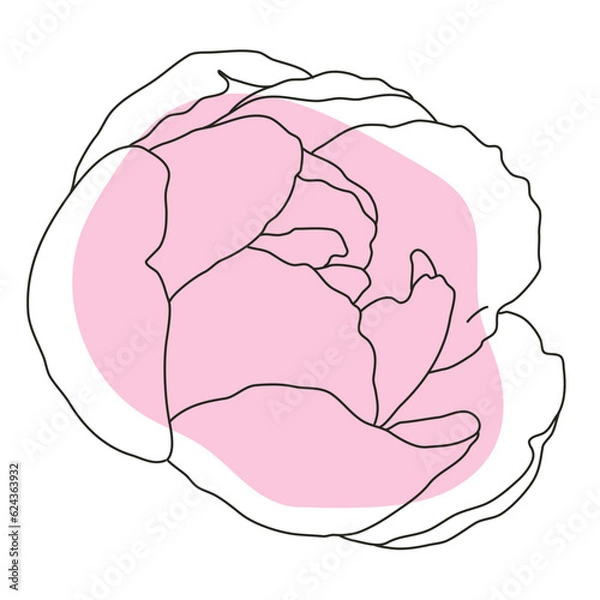 Obraz Peony flower in bloom line art with pink shape. Hand drawn realistic detailed vector illustration. Black line on pink abstract organic shape clipart.