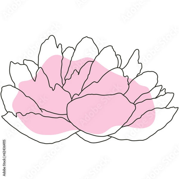 Obraz Peony flower in bloom line art with pink shape. Hand drawn realistic detailed vector illustration. Black line on pink abstract organic shape clipart.