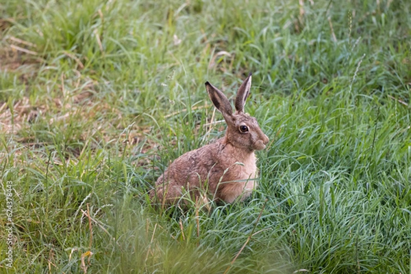 Fototapeta Rabbit eating grass on summer in a  field. Wild rabbit in nature