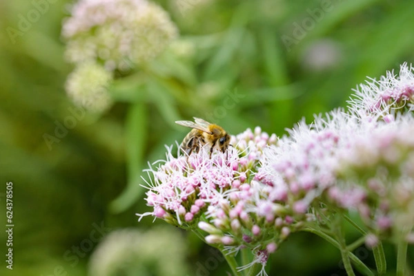 Fototapeta Bee and flower. Close up of a large striped bee collects pollen on a white, pink flower. Macro horizontal photography. Summer and spring backgrounds