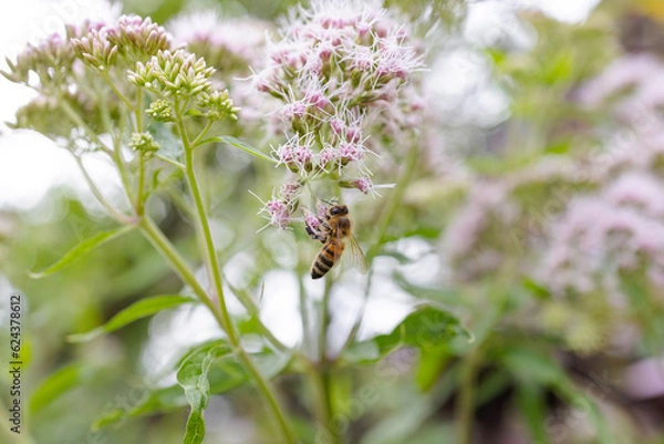 Fototapeta Bee and flower. Close up of a large striped bee collects pollen on a white, pink flower. Macro horizontal photography. Summer and spring backgrounds