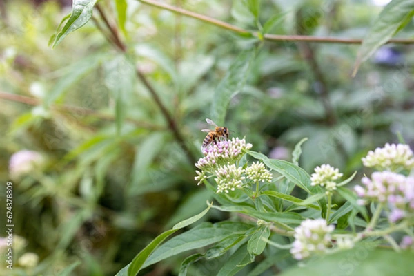 Fototapeta Bee and flower. Close up of a large striped bee collects pollen on a white, pink flower. Macro horizontal photography. Summer and spring backgrounds