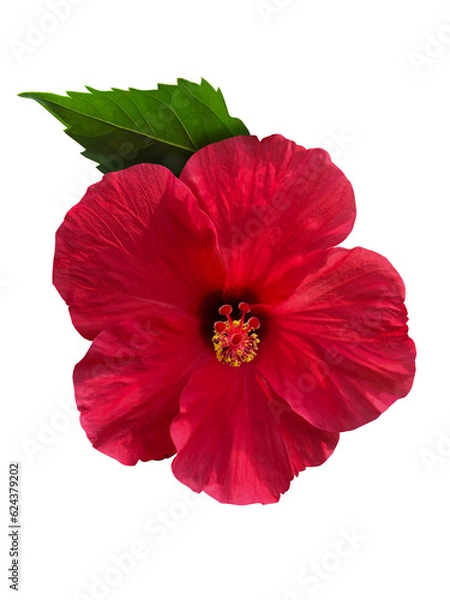 Obraz 真っ赤なハイビスカスの花