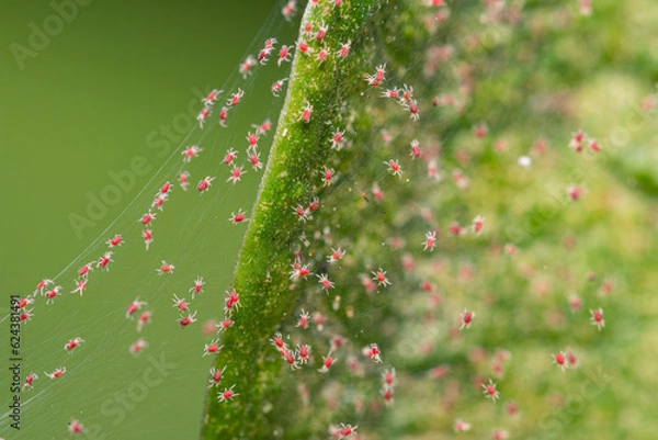 Fototapeta Closeup red spider mite on silk webbing colony    