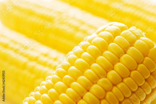 Obraz とうもろこし
