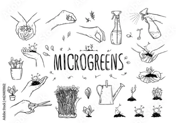 Fototapeta Microgreens, graphic image of human hands with microgreen.