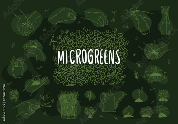 Fototapeta Microgreens, graphic image of human hands with microgreen.