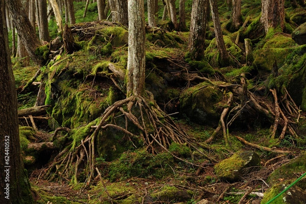 Obraz もののけの森