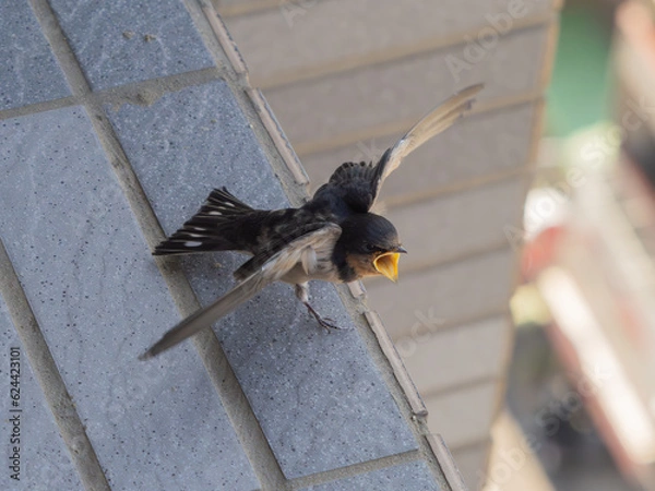 Obraz 怒るツバメ