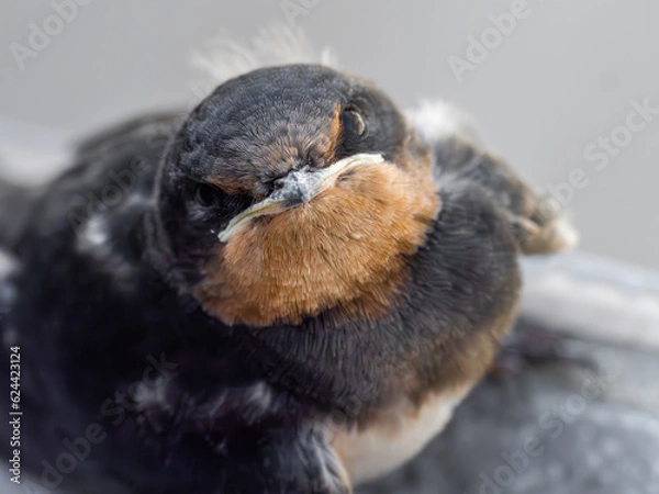 Obraz ツバメに見つめられて。