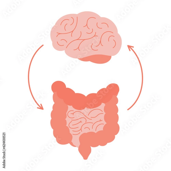 Fototapeta Connection of cute healthy happy brain and intestine gut. Relation health of human brain and gut, second brain. Unity of mental and digestive. Vector illustration on white background