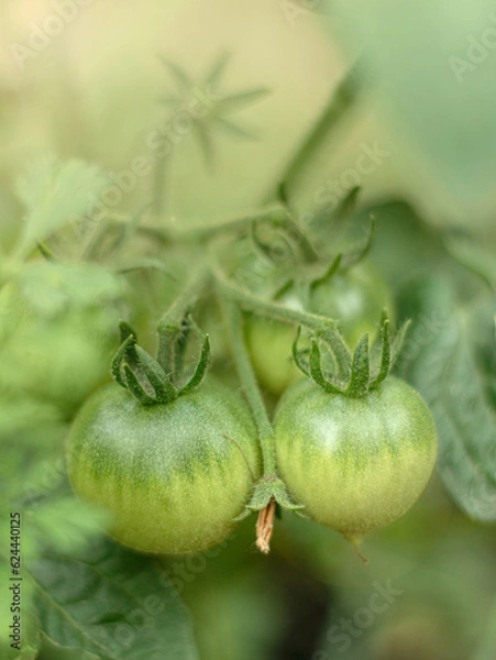 Obraz vegetables tomatoes in the garden. copy space