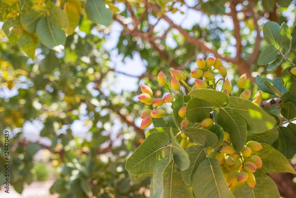 Fototapeta fresh pistachios in the branches of the tree.  