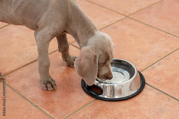 Fototapeta Weimaraner puppy drinking water from his water bowl. Important hydration in dogs and puppies in summer. Thirsty dog