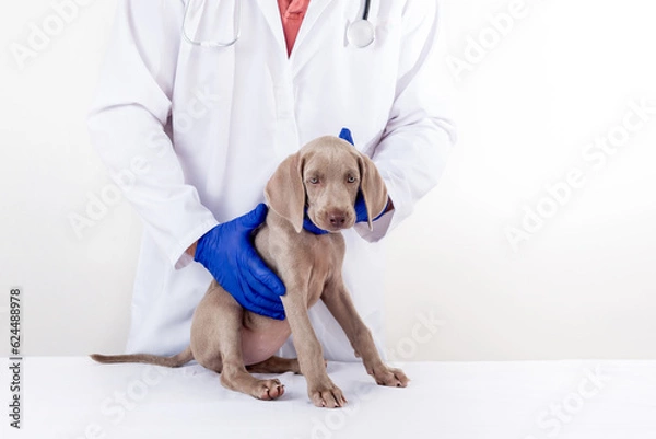 Fototapeta Weimaraner puppy sitting on the care table at a veterinary center. Checking the health of the dogs. Dog in the hands of the veterinarian. Medical examination of a puppy