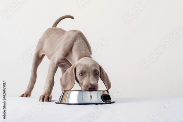 Fototapeta Hungry Weimaraner puppy, looking at camera and eating at his feeder on white background. Healthy feeding of dogs and domestic pets