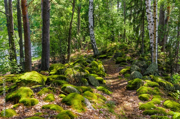 Fototapeta Mossy path through lush green beautiful forest in Finland. Going through moss covered rocks. 