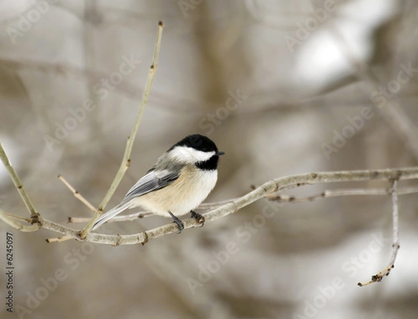 Obraz Chickadee