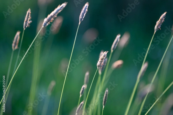 Fototapeta Close up grass stems with green field background . Sunset lights.