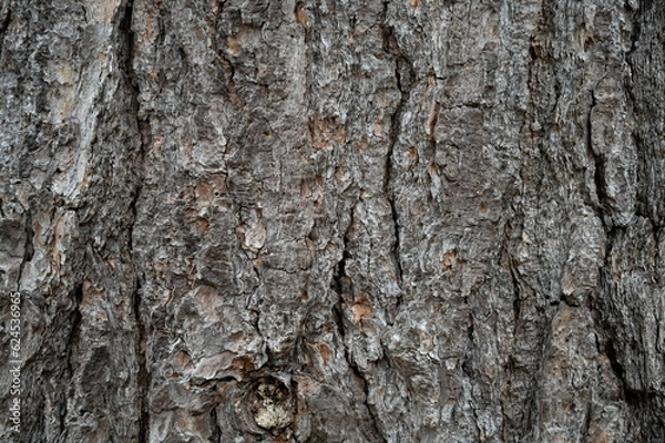 Fototapeta Pine Tree Bark