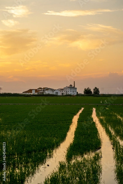 Obraz Sunset in a nice rice field